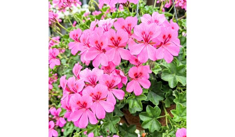 Accelopack Geranium Tornado Pink Bedding Plant - Set of 3