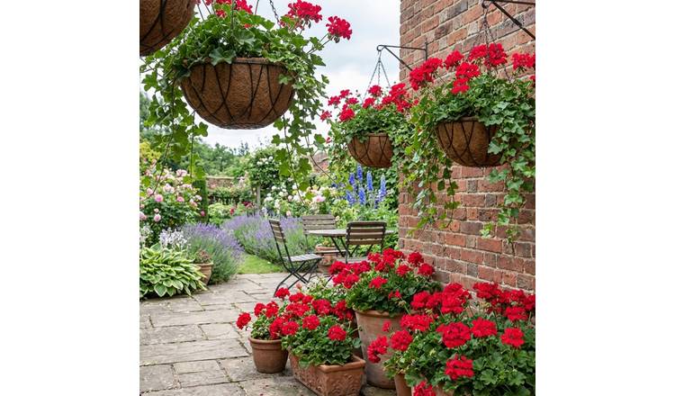 Accelopack Geranium Tornado Red Bedding Plant - Set of 6