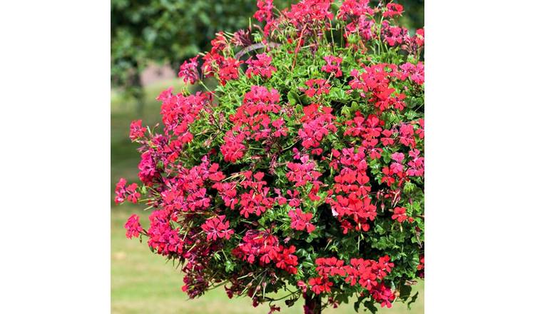 Accelopack Geranium Tornado Red Bedding Plant - Set of 3