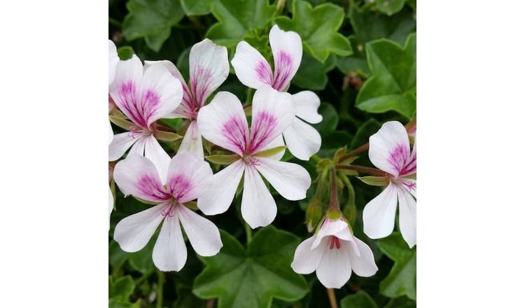 Accelopack Geranium Tornado White Bedding Plant- Set of 3
