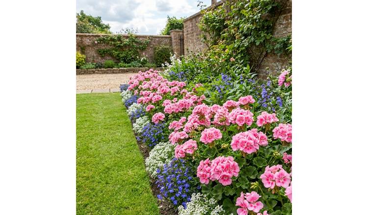 Accelopack Geranium Toscana Anne Bedding Plant - Set of 3