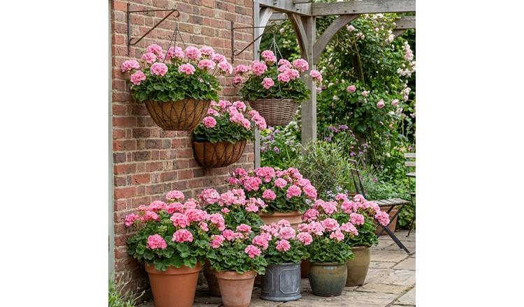 Accelopack Geranium Toscana Anne Bedding Plant - Set of 6