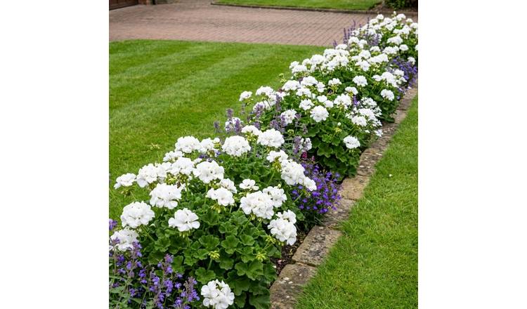 Accelopack Geranium Toscana Erika Bedding Plant- Set of 6