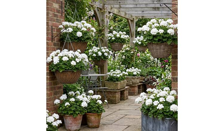 Accelopack Geranium Toscana Erika Bedding Plant- Set of 3