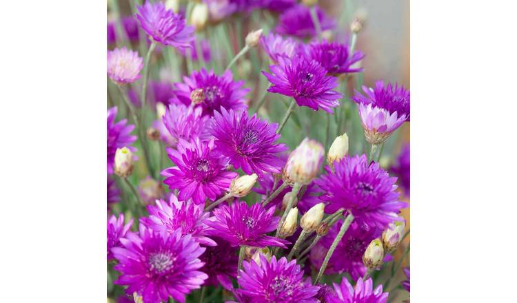 Unwins Xeranthemum annum Seeds - 500 Seeds