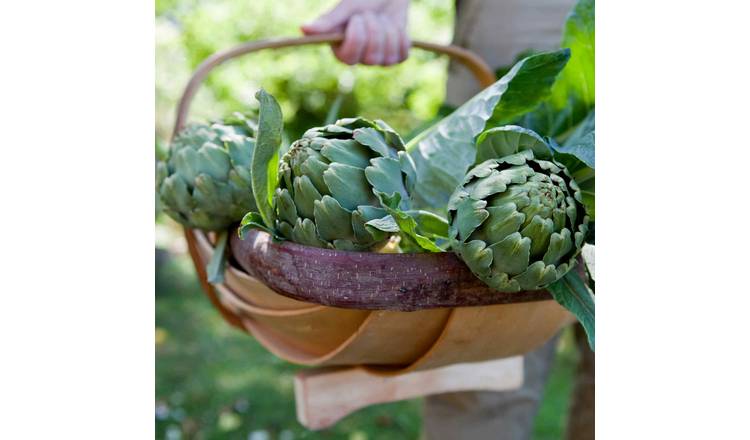 Marshalls Garden Artichoke Seeds Green Globe - 35 Seeds