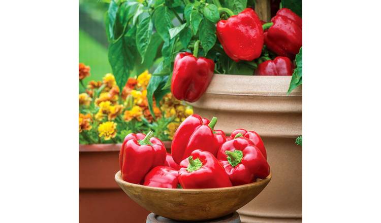 Marshalls Garden Pepper Seeds 'Sweet Popti' Redskin (Capsicum Annuum) - 6 Seeds