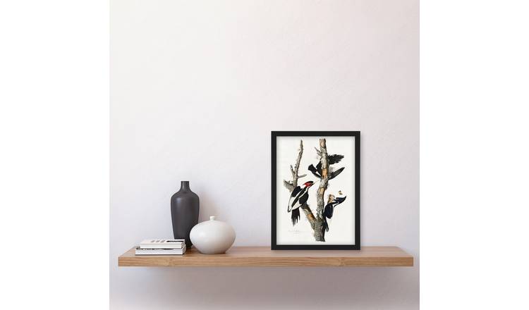 John James Audubon Ivory Billed Woodpecker Framed Art Print - A4
