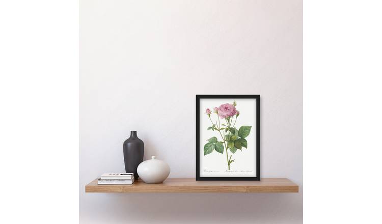 Redoute Gallic Rose Vintage Flower Illustration Framed Art Print - A4