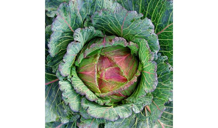 Marshalls Garden Cabbage Seeds 'Marabel' F1 - January King Hybrid - 50 Seeds