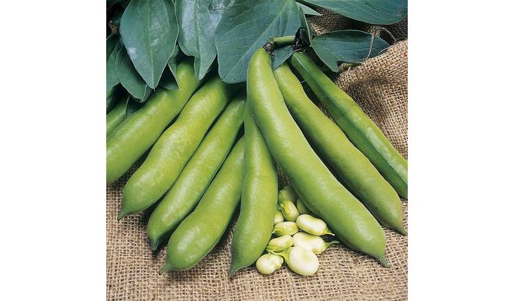 Marshalls Garden Broad Bean Seeds Meteor Vroma, High-Yield Variety - 60 Seeds