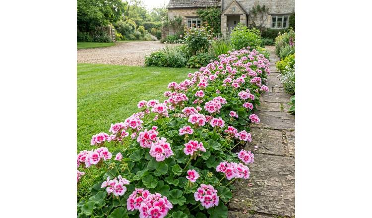 Accelopack Geranium Toscana Linus Bedding Plant- Set of 6