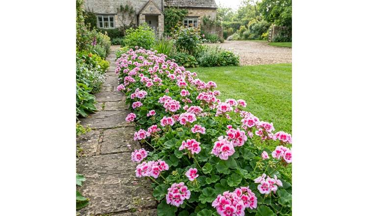 Accelopack Geranium Toscana Linus Bedding Plant- Set of 3