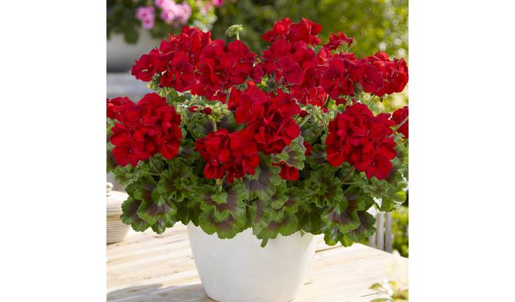 Accelopack Geranium Toscana Mylena Bedding Plant - Set of 6