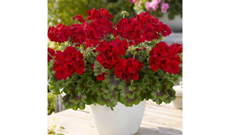 Accelopack Geranium Toscana Mylena Bedding Plant - Set of 3