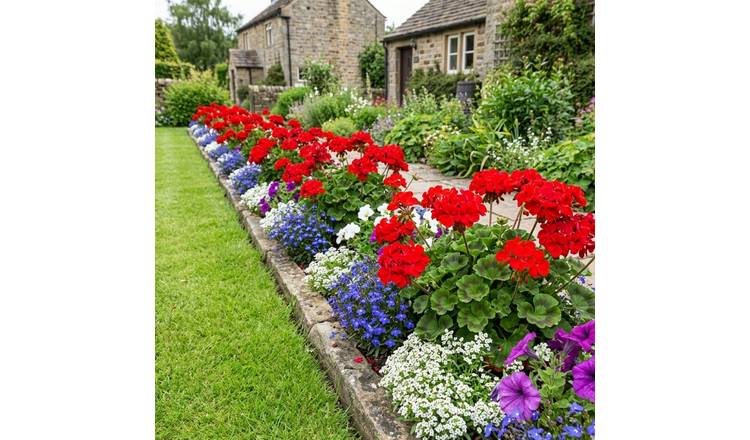 Accelopack Geranium Toscana Senna Bedding Plant- Set of 6