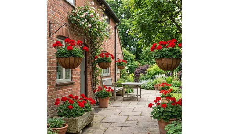 Accelopack Geranium Toscana Senna Bedding Plant- Set of 3