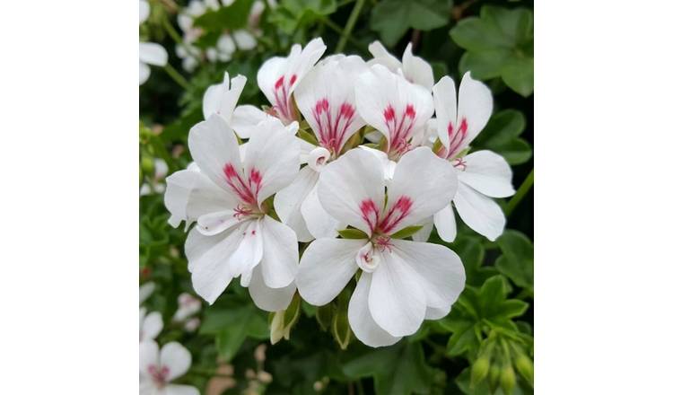 Accelopack Geranium Trailing Blanche Roche Plant - Set of 3