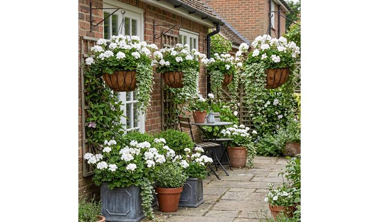 Accelopack Geranium Trailing Blanche Roche Plant - Set of 6