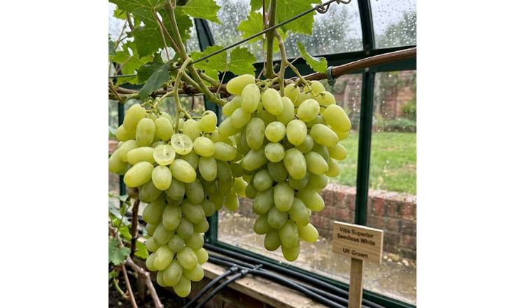 Accelopack Grape Vitis Superior Seedless 3L Fruit Plant