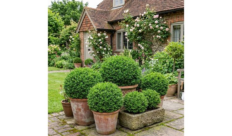 Accelopack Hebe Emerald Gem 90cm Green Plant