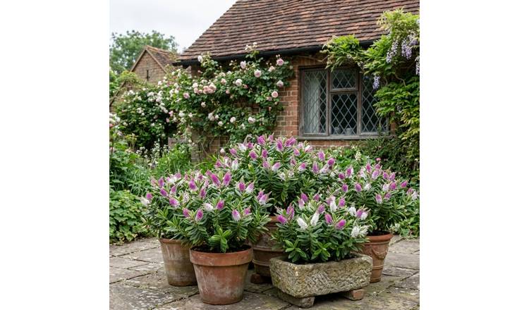 Accelopack Hebe Sutherlandii 150cm White Plant
