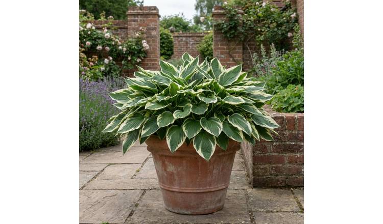 Accelopack Hosta Patriot 120cm Purple Flower Perennial Plant