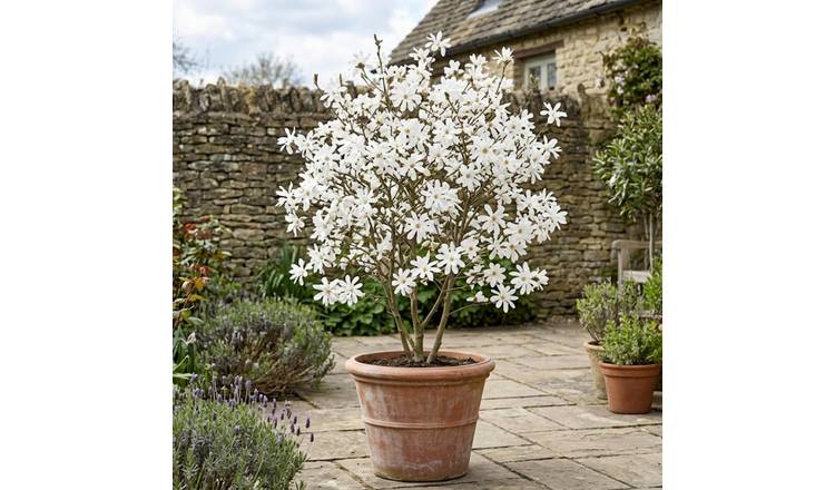 Accelopack Magnolia Stelatta 250cm White Plant