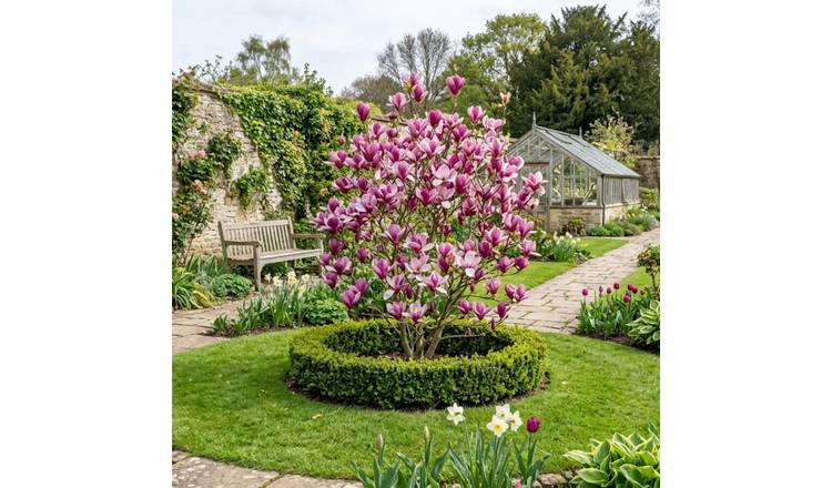 Accelopack Magnolia Susan 250cm Purple Plant