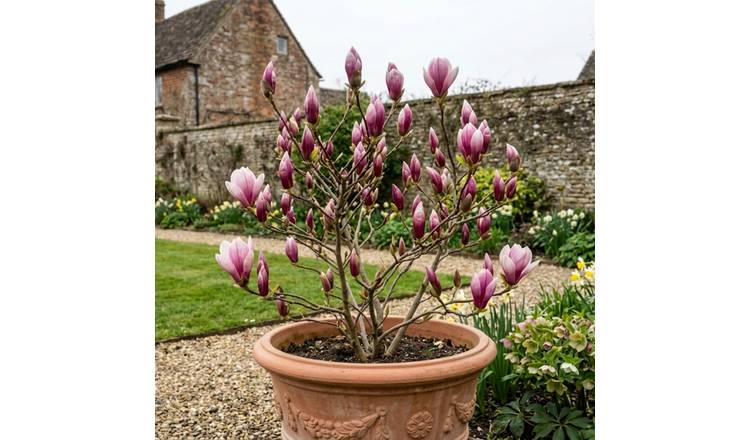Accelopack Magnolia Tulip 250cm Pink Plant