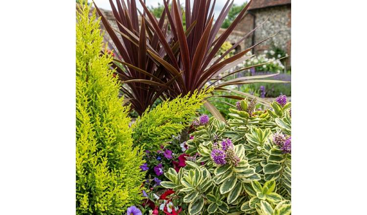 Accelopack Middles Cupressus Cordyline Hebe 100cm Plants