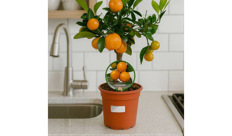 Accelopack Mini Calamondin 80cm White Citrus Plant