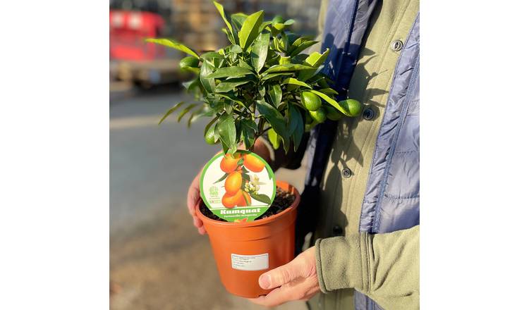 Accelopack Mini Kumquat 80cm White Citrus Plant