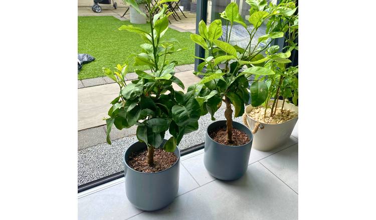 Accelopack Mini Lemon Tree 80cm White Citrus Plant