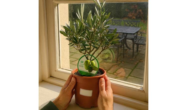Accelopack Mini Olive Bush 90cm White Plant
