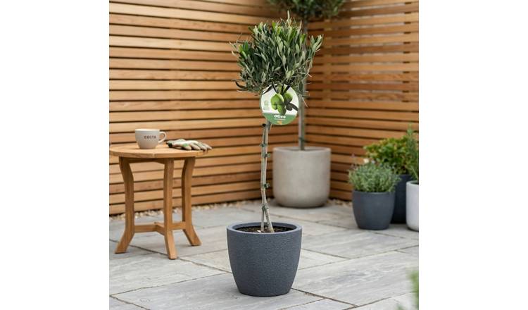 Accelopack Olive 3L White Plant