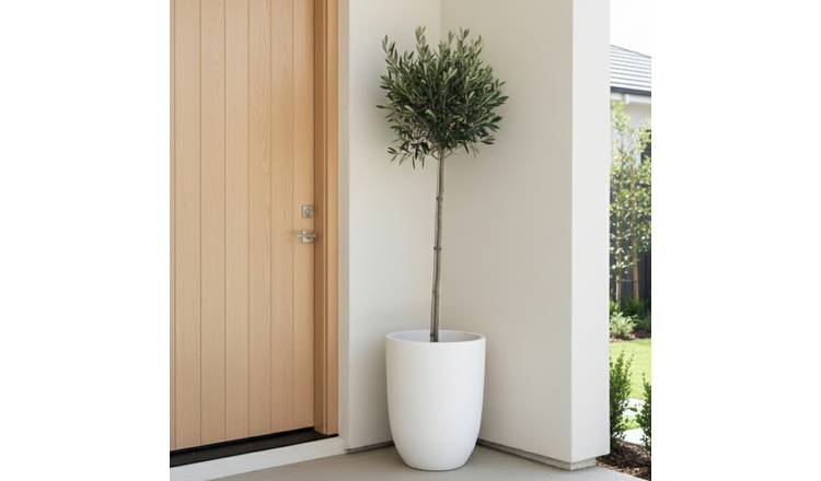 Accelopack Olive 5L White Plant