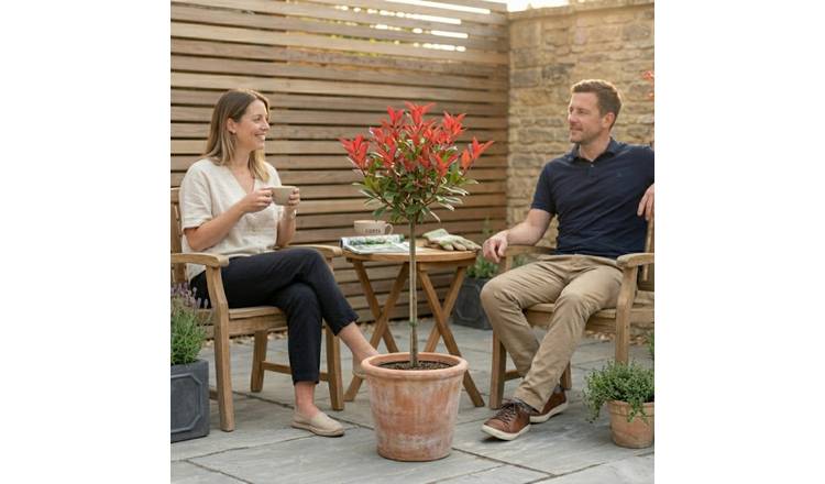 Accelopack Photinia Red Robin 2L Red Plant