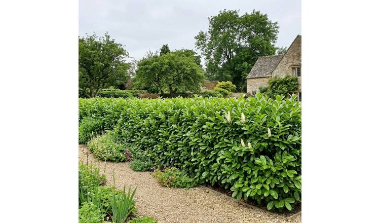 Accelopack Prunus Rotundifolia 150cm White Perennial Plant