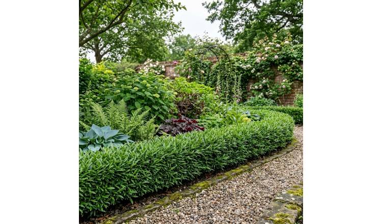 Accelopack Prunus Sofia 150cm White Plant