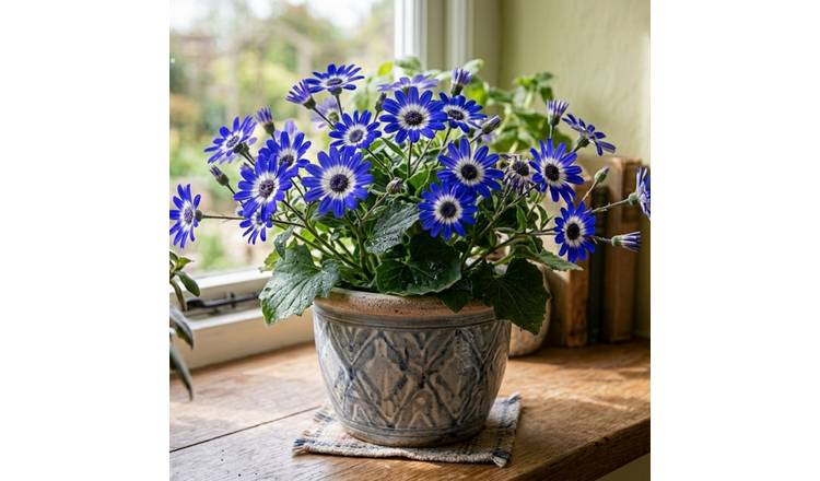 Accelopack Senetti 40cm Blue Bicolour Bedding Plant