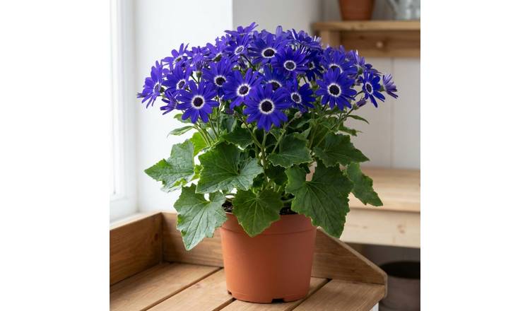 Accelopack Senetti 40cm Deep Blue Bedding Plant