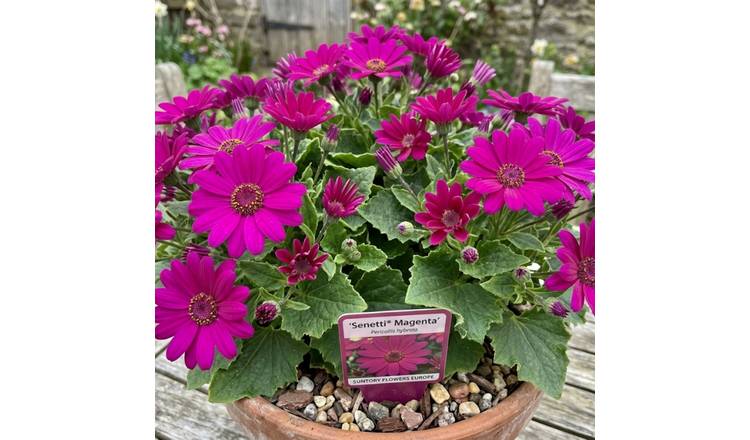 Accelopack Senetti 40cm Magenta Bedding Plant