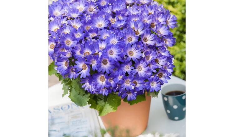 Accelopack Senetti 40cm Magic Blue Bedding Plant