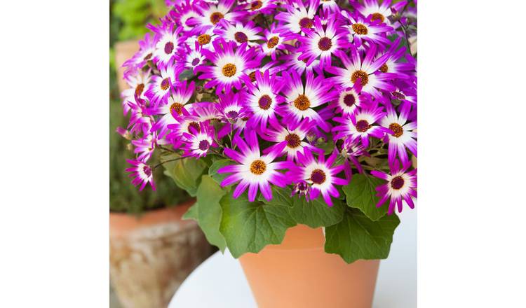 Accelopack Senetti 40cm Pink Bicolour Bedding Plant