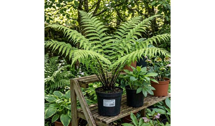 Accelopack Wood Fern Dryopteris Atrata 120cm Green Plant