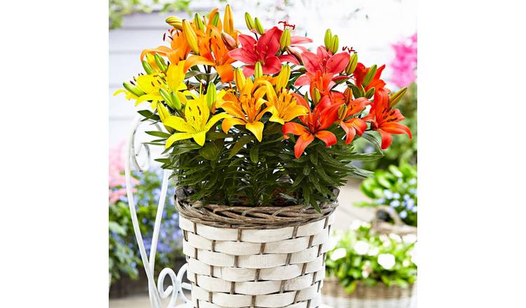 Accelopack Lily Mix Multicolour Plant - Pack of 6