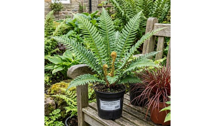 Accelopack Tassle Fern Green Plant - Pack of 3