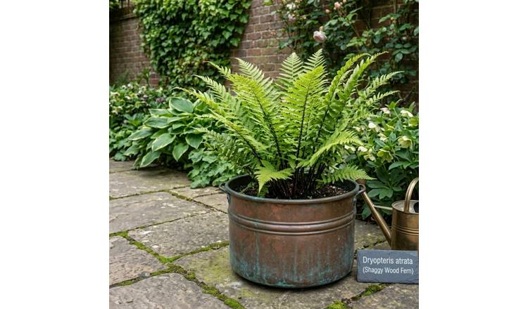 Accelopack Shield Fern Green Plant - Pack of 3