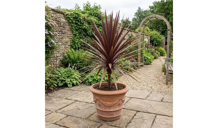 Accelopack Red Star 300cm Red Cordyline Plant